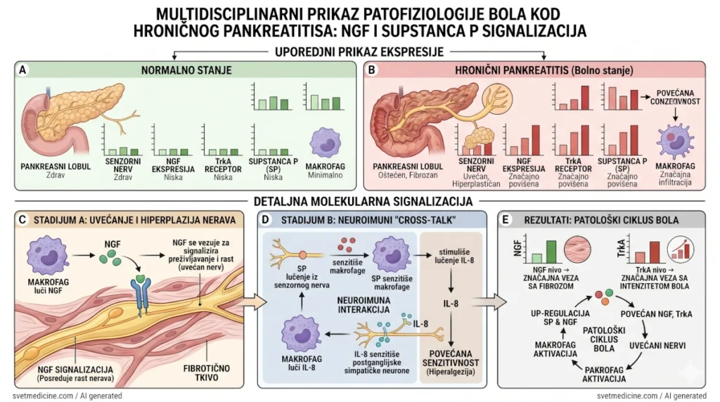 Detaljan neuroimuni molekularni dijagram signalizacije NGF-a i Supstance P kod hroničnog pankreatitisa