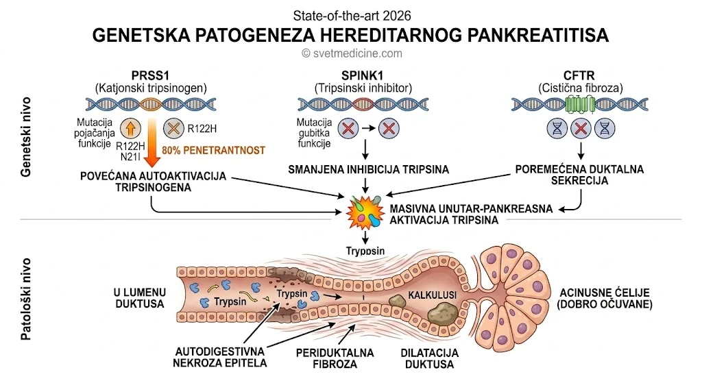 Grafički prikaz genetske patogeneze hereditarnog pankreatitisa: interakcija mutacija PRSS1, SPINK1 i CFTR gena koje vode do autoaktivacije tripsinogena i autodigestije. Proizvedeno za svetmedicine.com.