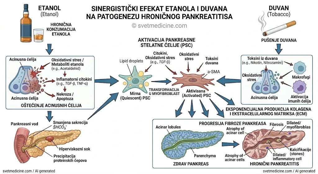 Grafički prikaz sinergističkog efekta etanola i duvanskog dima na aktivaciju stelatnih ćelija (PSC) i progresiju fibroze pankreasa. Proizvedeno za svetmedicine.com.