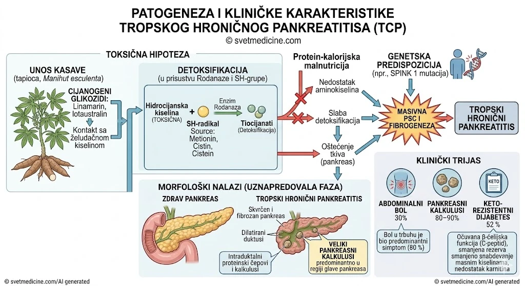Grafički prikaz patogeneze tropskog hroničnog pankreatitisa: metabolizam cijanogenih glikozida iz kasave i uloga pothranjenosti.